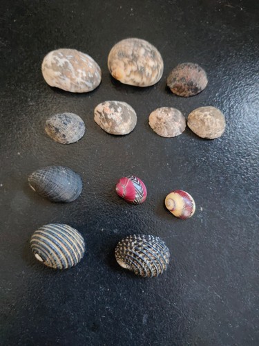 Conchiglia shell lotto - shell,