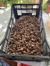 N. 500 Bulbi Zafferano Crocus Sativus