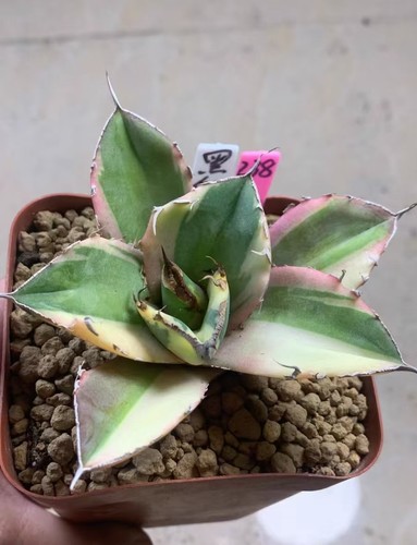 Raresucculent plant agave - raresucculent,