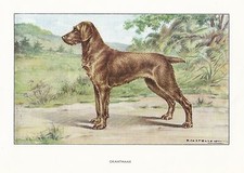 1930s Watercolor Art Print Dog