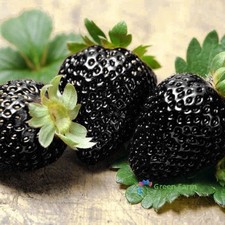 500 semi fragola nera raro