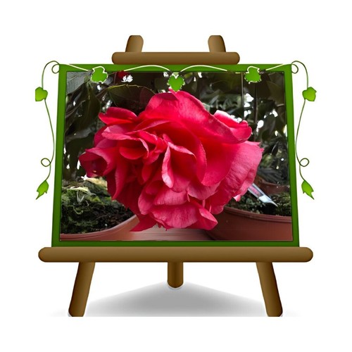 Camelia japonica rosa - camelia,