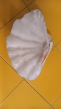conchiglia di tridacna gigante