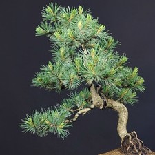 BONSAI di Pino Pinus