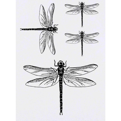 Tatuaggi trasferimenti - 4, tatuaggi/trasferimenti