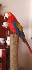 Ara Macao Pappagallo Preparato