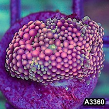 Item#A3360SP3360(S) WYSIWYG
