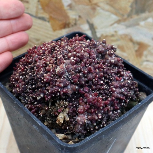 Mammillaria bocasana fred