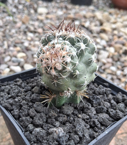 Sclerocactus glaucus innestato