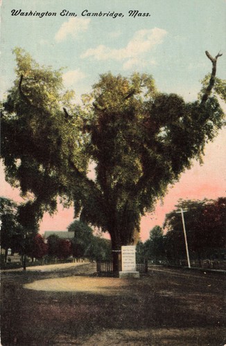 Cartolina washington elm - washington,