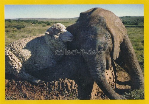 Panini national geographic - national,