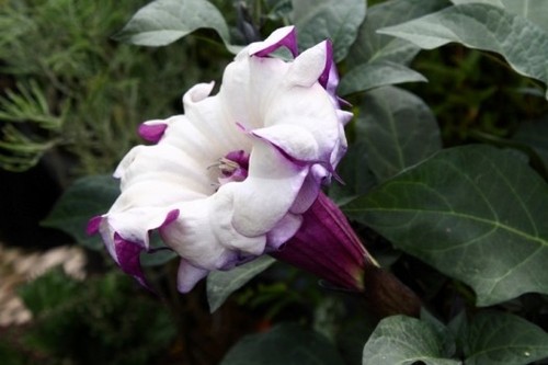 Semi datura porpora - semi,