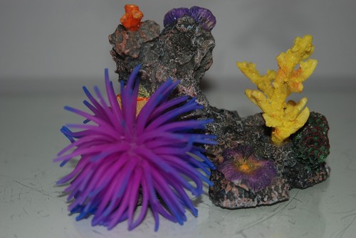Acquario mare corallo reef - mare,