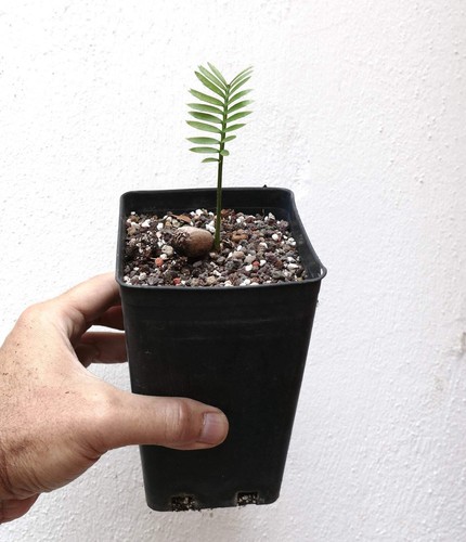 Encephalartos caffer seedling - caffer,