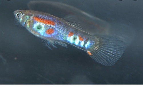 Endler ginga gold - gold, grey