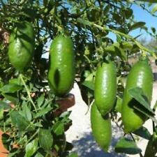 LIMONE CAVIALE Rosa Rosso Verde Arancione Finger Lime FOTO REALI VASO 18cm