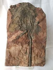 Bellissimo crinoide siluriano