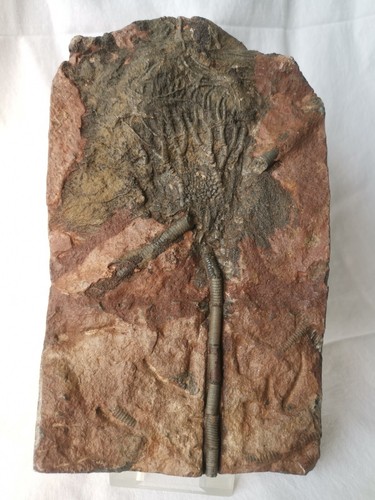 Bellissimo crinoide siluriano