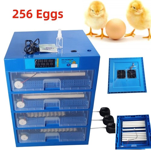 Four layers 256 eggs - eggs, incubator