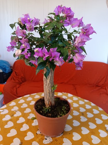 Bouganvillea bonsai vaso - bonsai,