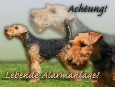 WELSH TERRIER cartello per