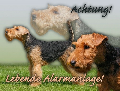 Welsh terrier cartello per - cartello,