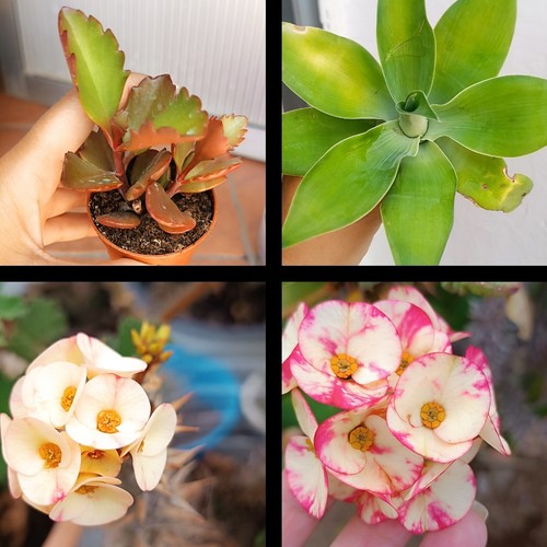 Agave attenuata kalanchoe - attenuata,,