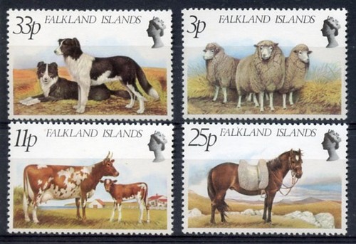 Border collie sheep dog - collie,
