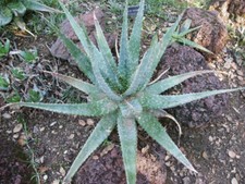 10 semi di Aloe esculenta