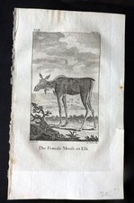 Stampa antica orafo 1779. Alce