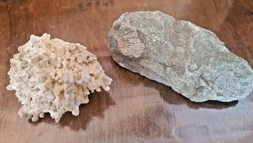 Lotto fossile corallo - lotto, 2