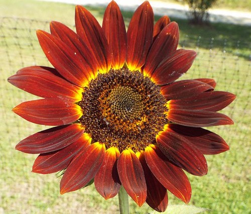Sunflower velvet queen - sunflower,