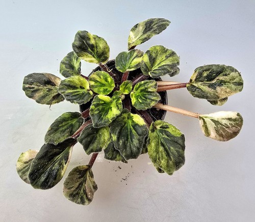 Saintpaulia marmo variegata - saintpaulia,