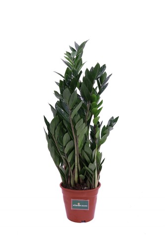 Pianta zamioculcas - pianta,