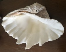 Tridacna Gigas Real Natural