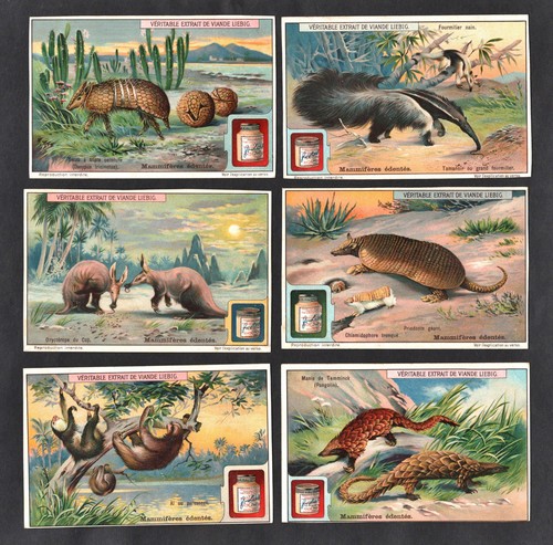 Toothless mammals card set - card,