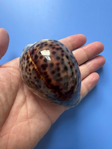 Cypraea tigris - 74, mm