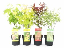 Acero palmato giapponese "Acer
