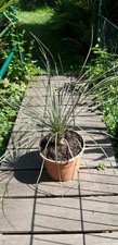 Yucca Elata circa 70 cm
