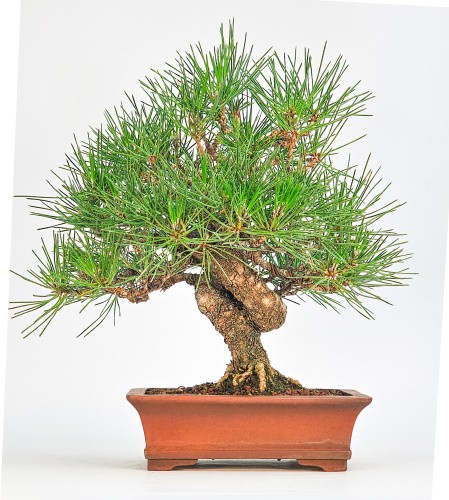 Bonsai pino nero pinus - bonsai,