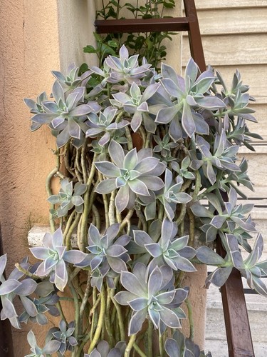 Echeveria pianta grassa - echeveria,
