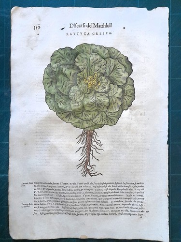 Mattioli matthioli erbario - mattioli,
