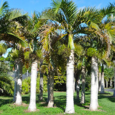 Roystonea regia, palma reale -