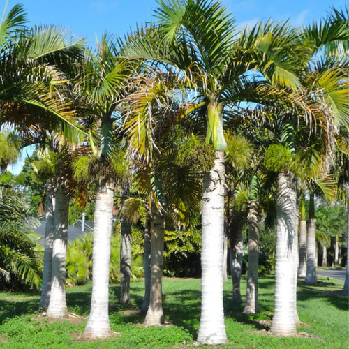 Roystonea regia palma - roystonea, reale