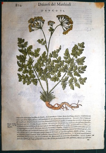 Stampa antica mattioli - stampa,