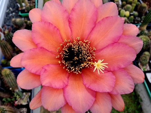 Trichocereus ibrido - trichocereus,