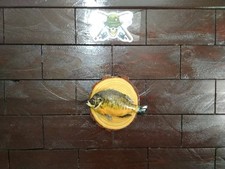Bluegill Wall Mount – Real