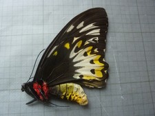 ANTOMOLOGIE- ORNITHOPTERA PRIAMUS POSEIDON A1   ARFAK- NON MONTE  2025 AL N°2