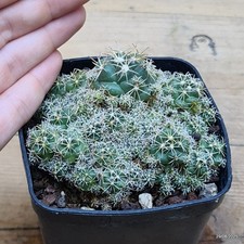 Coryphantha elephantidens Vaso 8 cm Cod.2908-19