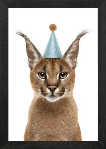 Caracal gatto con - caracal,